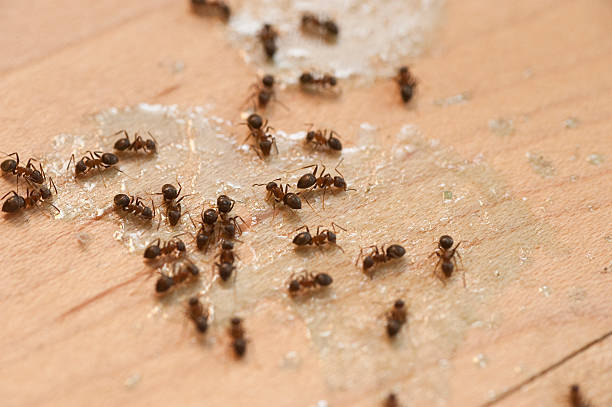 Best Flea Control Services  in Maili, HI