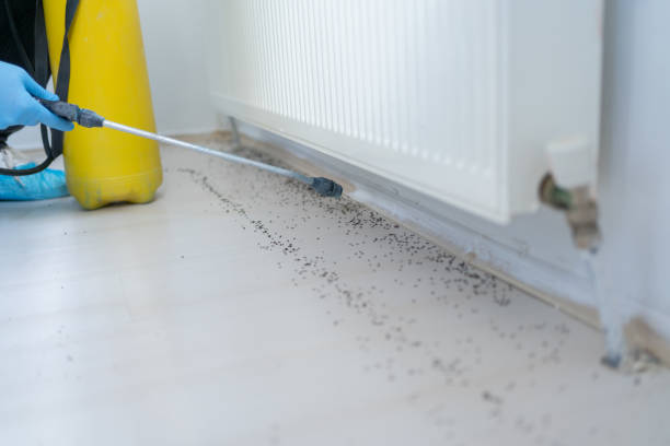 Best Pest Removal Services  in Maili, HI